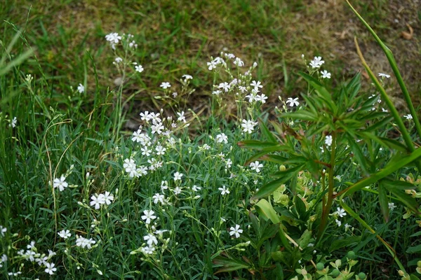 Gypsophila Repens Virágzik Fehér Virágok Kertben Gypsophila Repens Alpesi Cigány — Stock Fotó