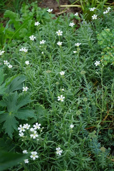 庭に白い花を咲かせます ジプシーの花は 高山のジプシーの花 または忍び寄る赤ん坊の呼吸は 家族のカリオフィリン科の開花植物の種です ドイツ ベルリン — ストック写真