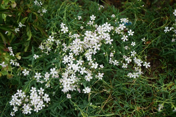 Γυψόφυλλη Ανθίζει Λευκά Λουλούδια Στον Κήπο Γυψόφυλλη Είναι Ένα Είδος — Φωτογραφία Αρχείου