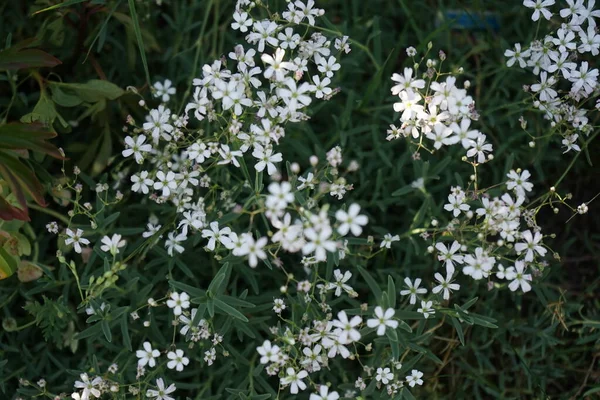 Gypsophila Repens Kwitnie Białymi Kwiatami Ogrodzie Cyganka Repens Cyganka Alpejska — Zdjęcie stockowe