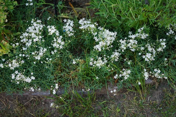 학년생 정원에 피운다 초파리 Gypophila Repens 카리오 Caryophyllaceae 속하는 꽃식물의 — 스톡 사진