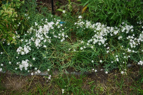 Gypsophila Repens Virágzik Fehér Virágok Kertben Gypsophila Repens Alpesi Cigány — Stock Fotó