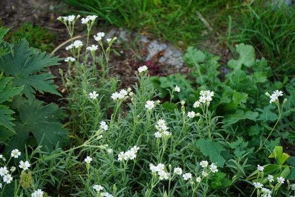 Çingene Bahçede Beyaz Çiçeklerle Çiçek Açtığına Pişman Olur Çingene Tövbe — Stok fotoğraf