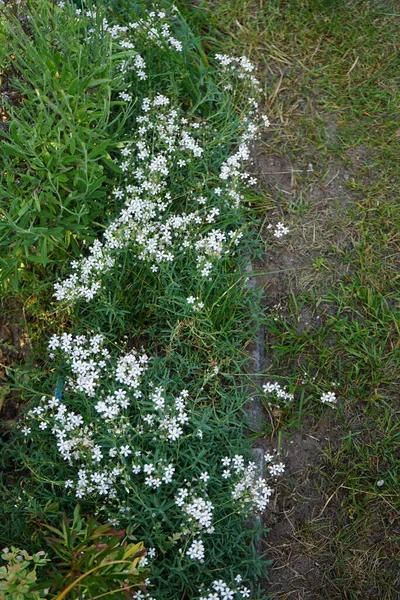 Gypsophila Repens Flores Com Flores Brancas Jardim Gypsophila Repens Uma — Fotografia de Stock
