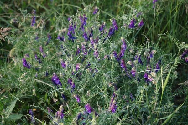 Vicia Cracca Florece Con Flores Color Púrpura Vicia Cracca Tufted — Foto de Stock