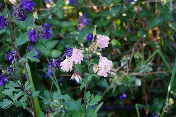 아킬레 지아는 정원에서 피운다 Aquilegia Grannys Bonnet Columbine Ranunculaceae 일종이다 — 스톡 사진