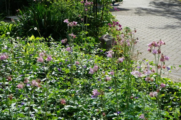 水仙花在花园里盛开 水仙花 Aquilegia 奶奶的帽子 科兰花科 Ranunculaceae 是一种蝴蝶科 德国柏林 — 图库照片