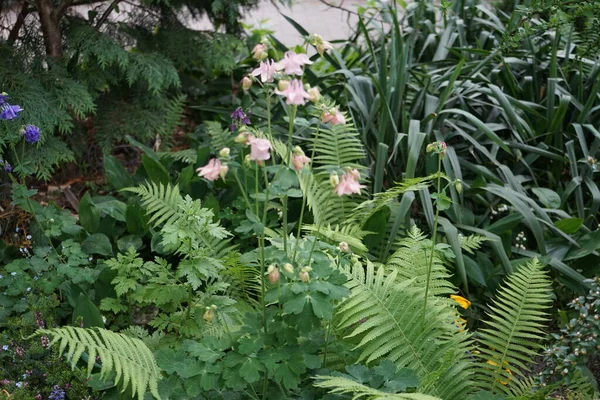水仙花在花园里盛开 水仙花 Aquilegia 奶奶的帽子 科兰花科 Ranunculaceae 是一种蝴蝶科 德国柏林 — 图库照片