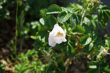 Gül çalı beyaz çiçeklerle çiçek açar. Gül kalçası ya da gül haw ve gül hep olarak da bilinen gül kalçası, çeşitli gül bitkilerinin aksesuar meyvesidir. Berlin, Almanya 