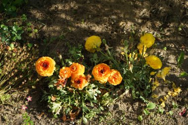 Ranunculus asiaticus turuncu ve sarı çiçekler Mayıs ayında bahçede açar. Ranunculus asiaticus, Fars düğün çiçeği, Ranunculus familyasından bir düğünçiçeği türüdür. Berlin, Almanya