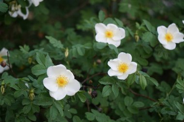 Gül çalı beyaz çiçeklerle çiçek açar. Gül kalçası ya da gül haw ve gül hep olarak da bilinen gül kalçası, çeşitli gül bitkilerinin aksesuar meyvesidir. Berlin, Almanya 