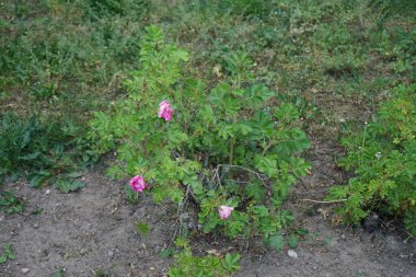 Gül çalısı, Mayıs ayında bahçede pembe çiçeklerle açar. Rose, Rosaceae familyasından, Rosa cinsine ait uzun ömürlü bir çiçek bitkisidir. Berlin, Almanya 