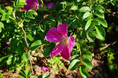 Gül ağacı pembe çiçeklerle çiçek açar. Gül kalçası ya da gül haw ve gül hep olarak da bilinen gül kalçası, çeşitli gül bitkilerinin aksesuar meyvesidir. Berlin, Almanya