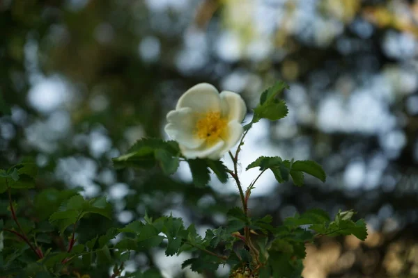 Rosehip Bush Blooms White Flowers Rose Hip Rosehip Also Called — Stock Photo, Image