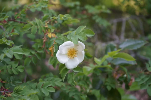 Rosehip Arbusto Floresce Com Flores Brancas Rosa Quadril Rosa Mosqueta — Fotografia de Stock