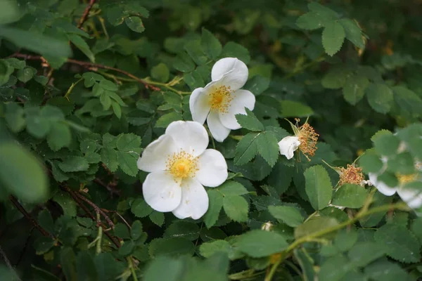 Rosehip Bush Blooms White Flowers Rose Hip Rosehip Also Called — Stock Photo, Image