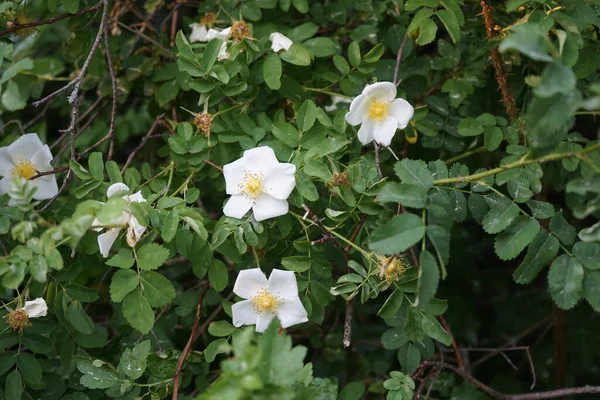 Csipkebogyó Fehér Virágokkal Virágzik Rózsa Csípő Vagy Csipkebogyó Más Néven — Stock Fotó