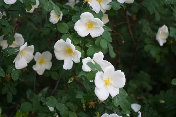 Gül Çalı Beyaz Çiçeklerle Çiçek Açar Gül Kalçası Gül Haw — Stok fotoğraf