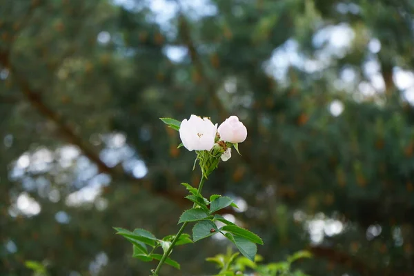 Kwiat Róży Białymi Kwiatami Różane Biodro Lub Róża Nazywane Także — Zdjęcie stockowe