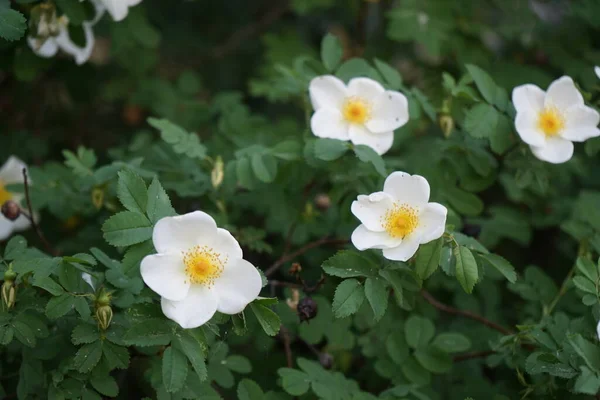 Rosehip Arbusto Floresce Com Flores Brancas Rosa Quadril Rosa Mosqueta — Fotografia de Stock