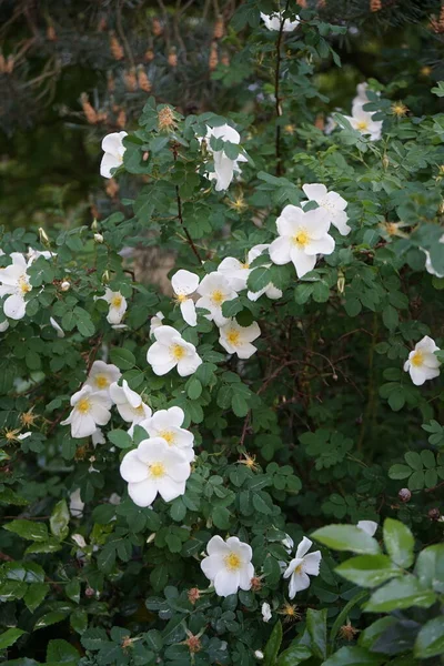 Τριανταφυλλιά Ανθίζει Λευκά Λουλούδια Τριαντάφυλλο Ισχίου Αγριοτριανταφυλλιάς Που Ονομάζεται Επίσης — Φωτογραφία Αρχείου