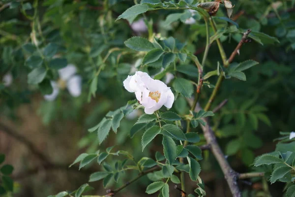 Gül Çalı Beyaz Çiçeklerle Çiçek Açar Gül Kalçası Gül Haw — Stok fotoğraf