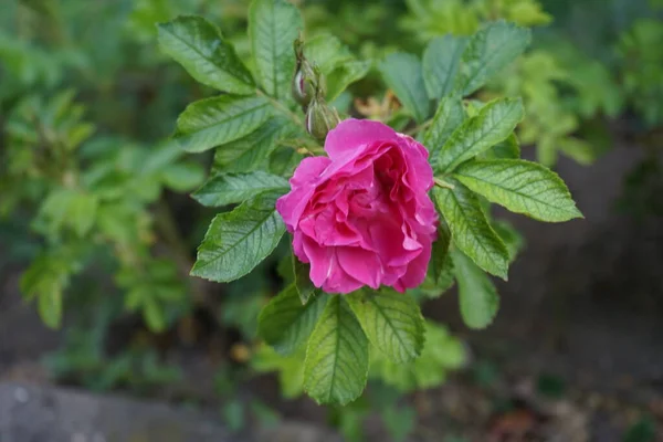Gül Çalısı Mayıs Ayında Bahçede Pembe Çiçeklerle Açar Rose Rosaceae — Stok fotoğraf