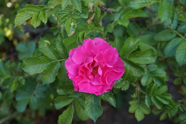 Τριαντάφυλλο Θάμνος Ανθίζει Ροζ Λουλούδια Μάιο Στον Κήπο Τριαντάφυλλο Είναι — Φωτογραφία Αρχείου