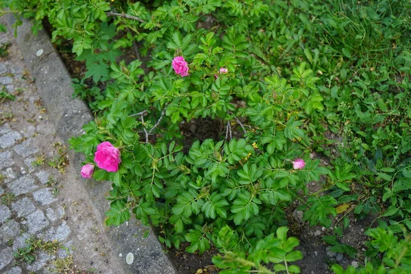 庭では5月にピンクの花を咲かせます ローズは ロサ科のロサ属の木質多年草の開花植物です ドイツ ベルリン — ストック写真