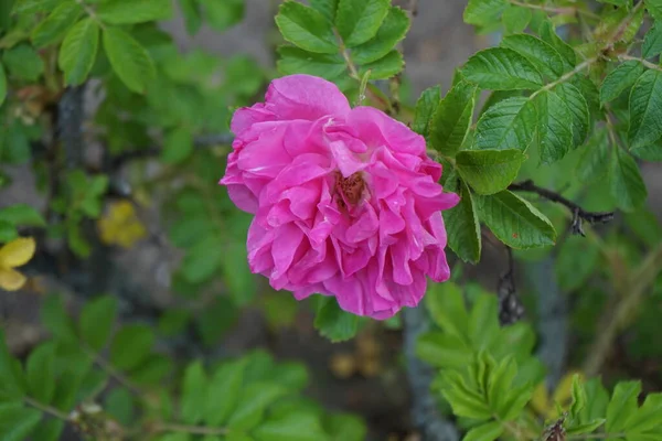 Розовый Куст Цветет Розовыми Цветами Мае Саду Роза Древесное Многолетнее — стоковое фото