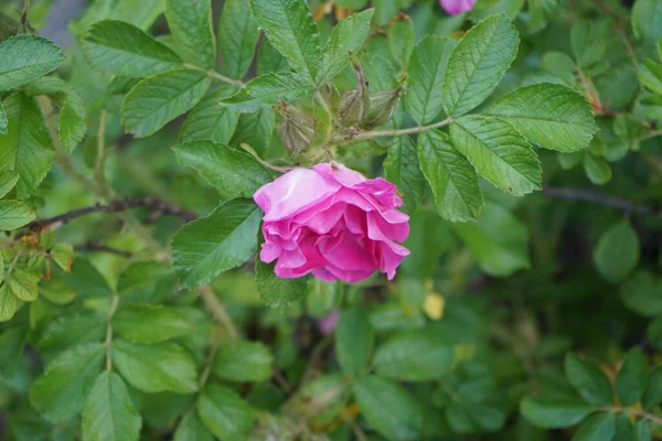 Rosenstrauch Blüht Mai Mit Rosa Blüten Garten Rose Ist Eine — Stockfoto