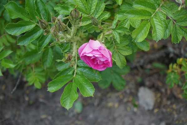 庭では5月にピンクの花を咲かせます ローズは ロサ科のロサ属の木質多年草の開花植物です ドイツ ベルリン — ストック写真