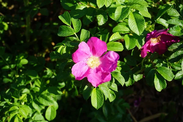 Rosehip Arbusto Floresce Com Flores Rosa Rosa Quadril Rosa Mosqueta — Fotografia de Stock