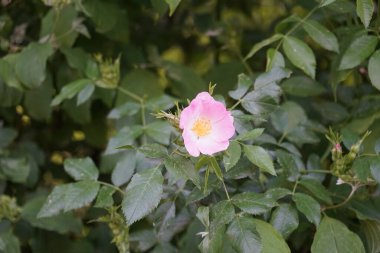 Gül ağacı pembe çiçeklerle çiçek açar. Gül kalçası ya da gül haw ve gül hep olarak da bilinen gül kalçası, çeşitli gül bitkilerinin aksesuar meyvesidir. Berlin, Almanya