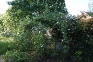 Gül ağacı pembe çiçeklerle çiçek açar. Gül kalçası ya da gül haw ve gül hep olarak da bilinen gül kalçası, çeşitli gül bitkilerinin aksesuar meyvesidir. Berlin, Almanya