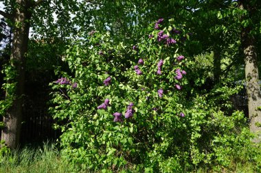 Koyu mor leylak çalıları mayıs ayında çiçek açar. Leylak, Oleaceae, Oleaceae familyasından çiçekli bir bitki türü. Berlin, Almanya 