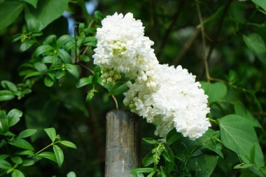 Bush of white lilac blooms in May. Syringa vulgaris, the lilac or common lilac, is a species of flowering plant in the olive family Oleaceae. Berlin, Germany 