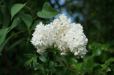 Beyaz leylak çalısı mayıs ayında açar. Leylak, Oleaceae, Oleaceae familyasından çiçekli bir bitki türü. Berlin, Almanya 