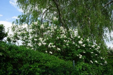 Bush of white lilac blooms in May. Syringa vulgaris, the lilac or common lilac, is a species of flowering plant in the olive family Oleaceae. Berlin, Germany 