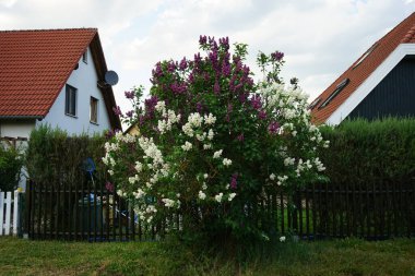 Mayıs ayında koyu mor leylak çalısı ve beyaz leylak çalısı çiçek açar. Leylak, Oleaceae, Oleaceae familyasından çiçekli bir bitki türü. Berlin, Almanya