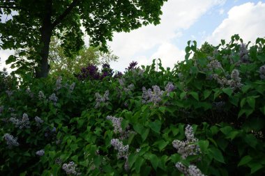 Koyu mor bir leylak çalısı ve açık mor bir leylak çalısı mayıs ayında açar. Leylak, Oleaceae, Oleaceae familyasından çiçekli bir bitki türü. Berlin, Almanya 