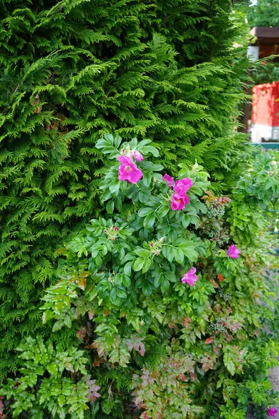 玫瑰丛生 开粉红色的花 玫瑰的髋部或蔷薇 也被称为玫瑰爪和玫瑰合欢 是各种玫瑰植物的附属物 德国柏林 — 图库照片
