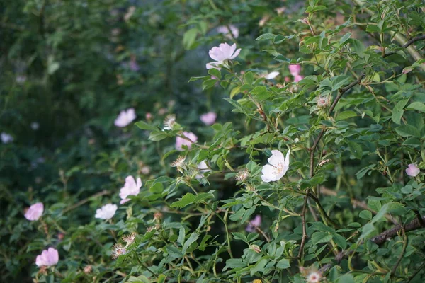 Rosehip Arbusto Floresce Com Flores Rosa Rosa Quadril Rosa Mosqueta — Fotografia de Stock