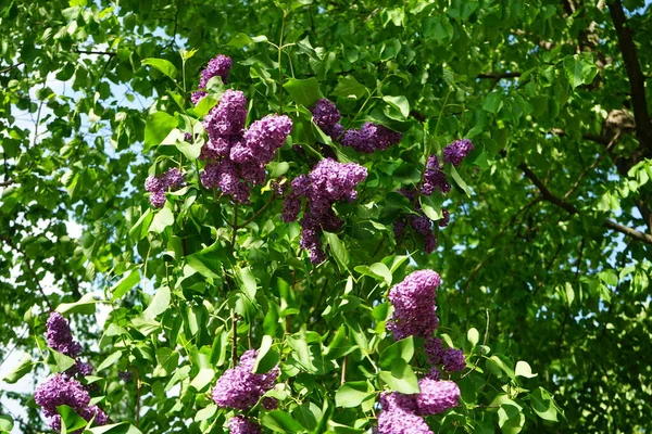 Bush Dark Purple Lilac Blooms May Syringa Vulgaris Lilac Common — Stock Photo, Image