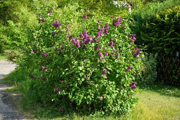Bush Color Púrpura Oscuro Florece Mayo Syringa Vulgaris Una Especie — Foto de Stock