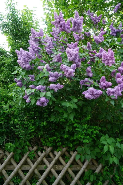 5月に薄紫色のライラックのブッシュが咲く ライラック ライラック または一般的なライラック ライラック オリーブ科の花生植物の一種です ドイツ ベルリン — ストック写真
