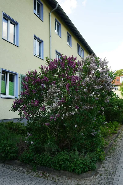 월에는 자주색 라일락 과밝은 자주색 라일락의 덤불이 피어난다 라일락 Lilac — 스톡 사진