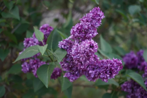 Bush Dark Purple Lilac Blooms May Syringa Vulgaris Lilac Common — Stock Photo, Image