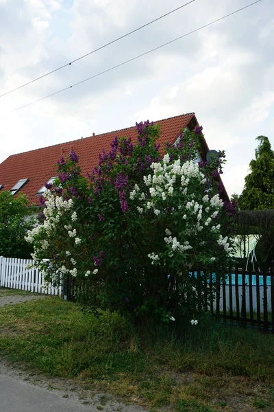 Arbusto Lila Púrpura Oscura Arbusto Flor Lila Blanca Mayo Syringa —  Fotos de Stock
