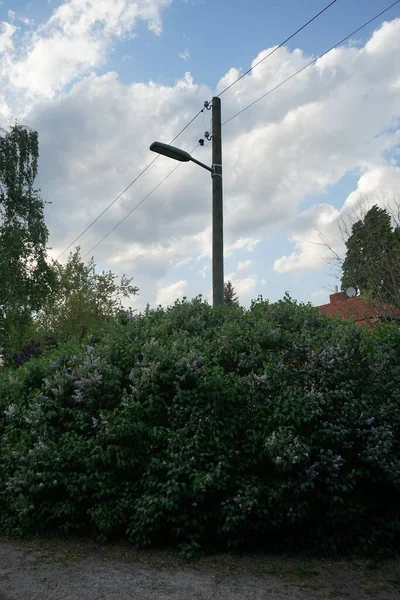五月份 小布什的淡紫色紫丁香盛开 紫丁香 Syringa Vulgaris 是橄榄科植物中的一种开花植物 德国柏林 — 图库照片